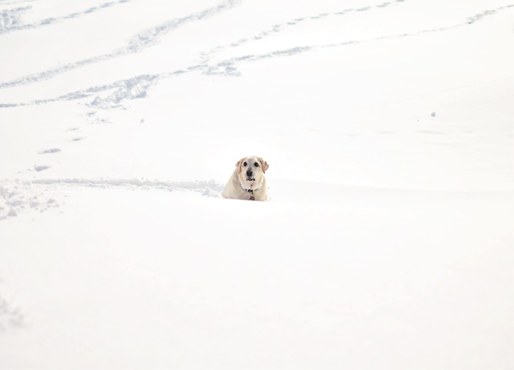 adult yellow Labrador retriever on snow during daytime