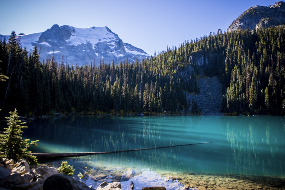 body of water near trees