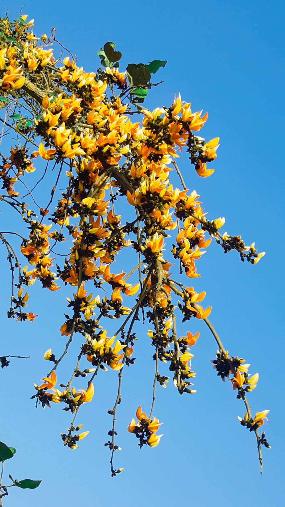 low angle photography of yellow-petaled flowers