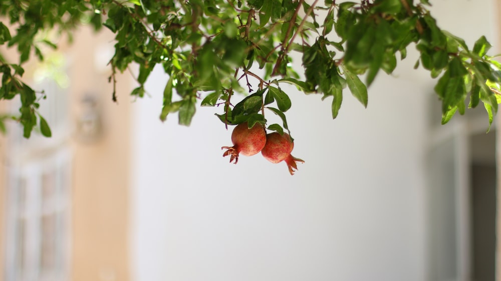 two orange pomegranates