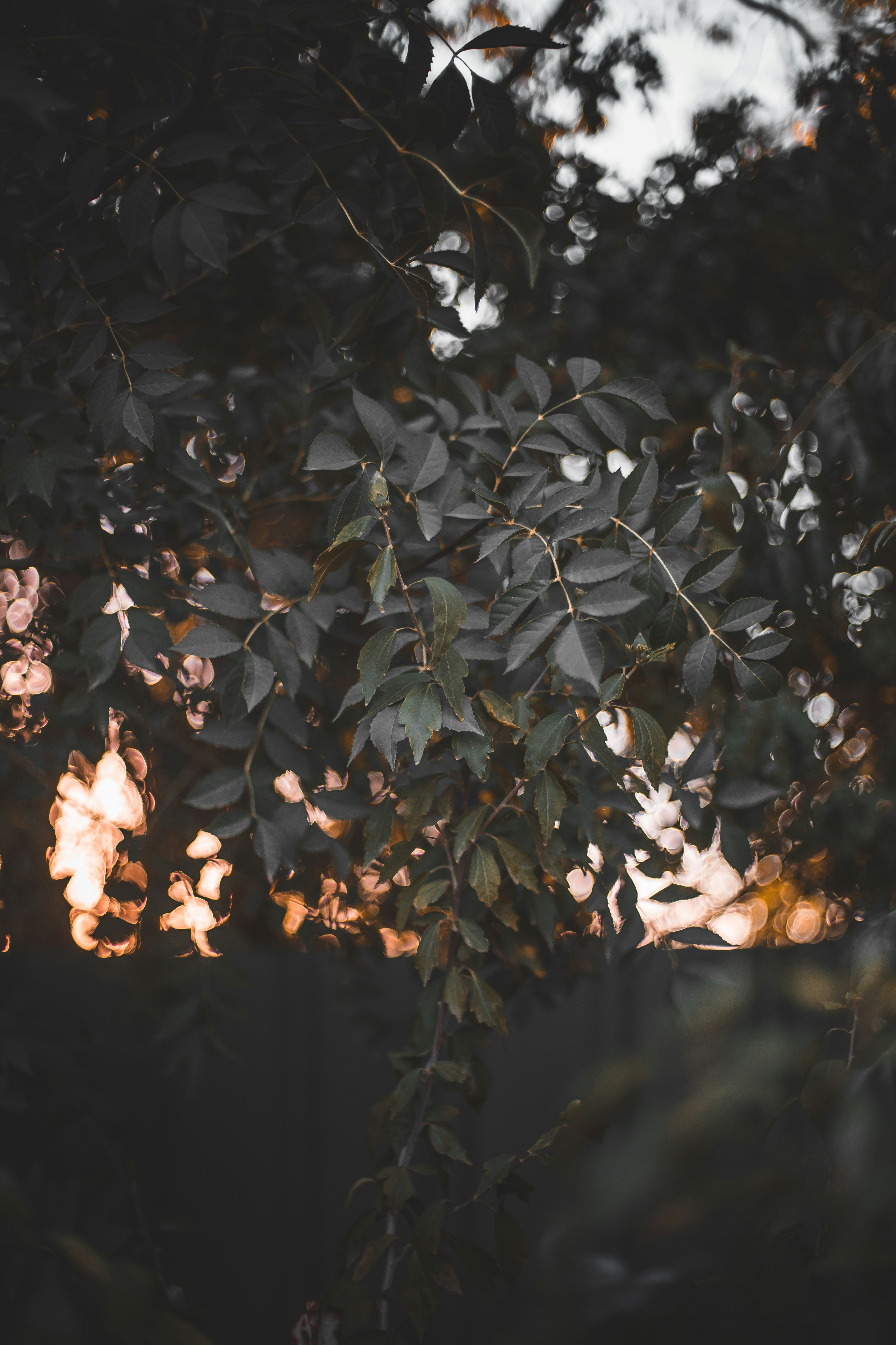 Photo by natruls