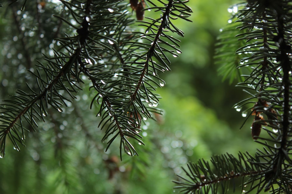 pine tree close-up photography