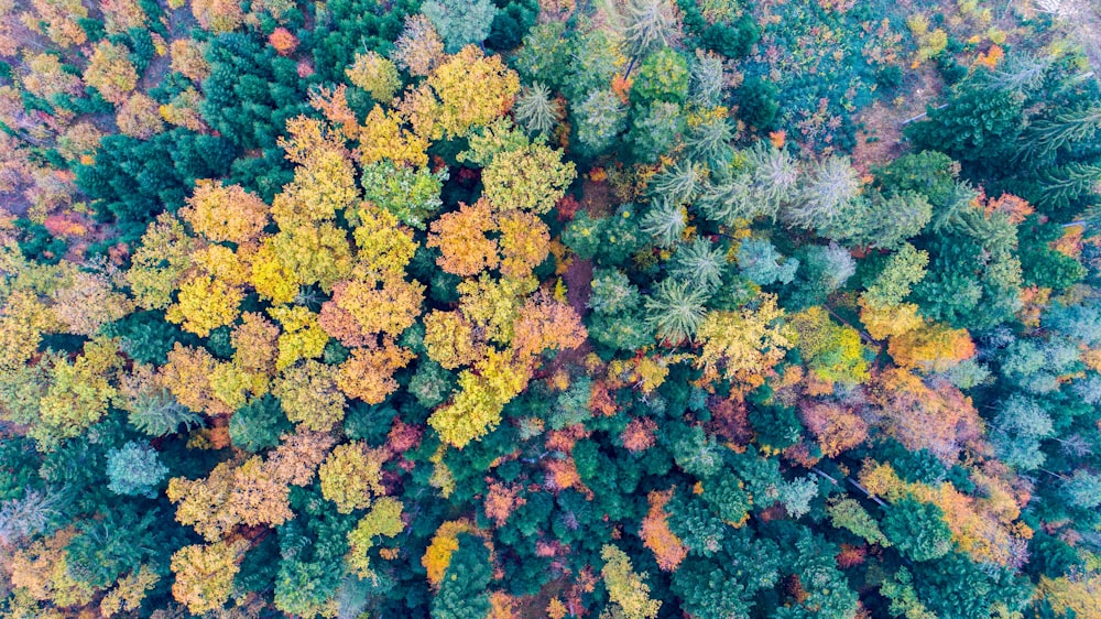 assorted-color trees