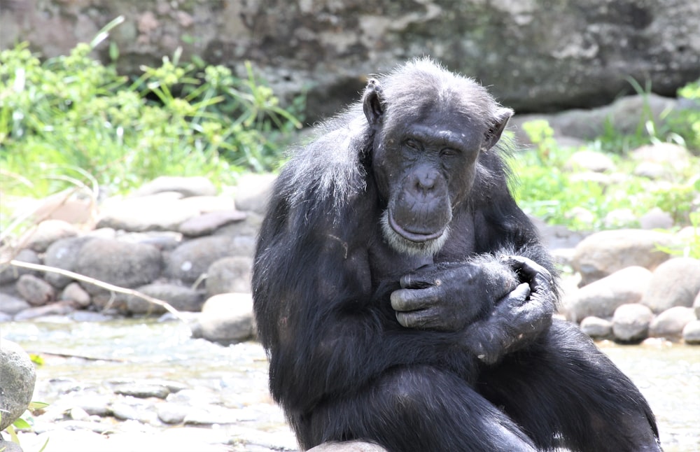 ape sitting on rocks