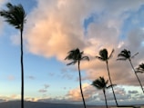 Palm trees swaying gently on Cayo Levantado with the sun setting behind