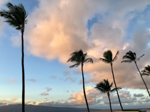 Sunset view from the hotel room balcony with palm trees swaying gently.