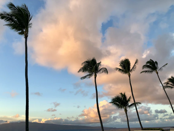 Tropical palm trees swaying gently against a coral-hued evening horizon.