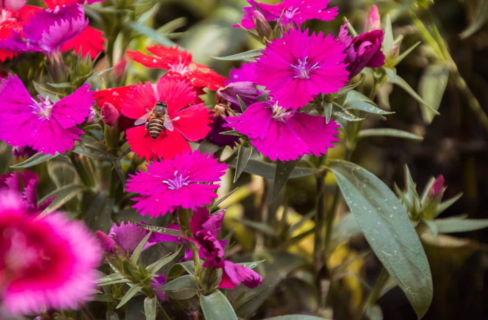 brown and black honeybee on red flower near pink flowers