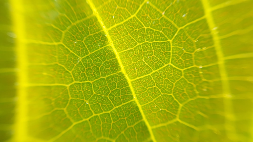 close-up photography of green leaf