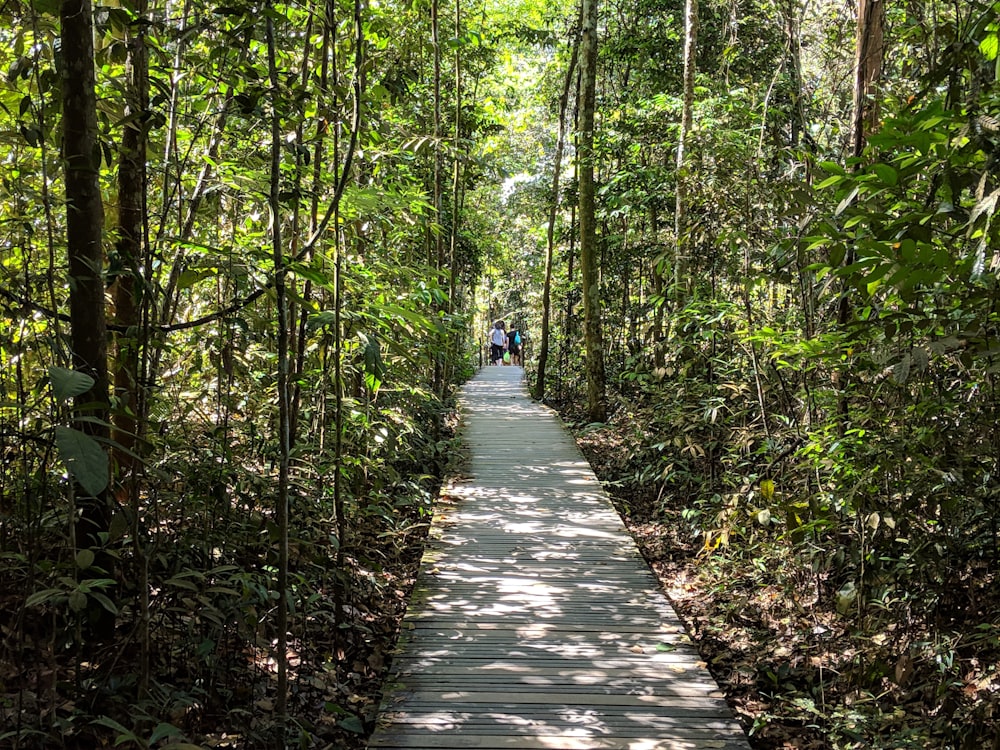 person standing on gray pathway surrounded with trees