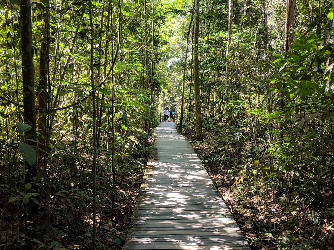 Forest photo spot Island Club Rd Singapore