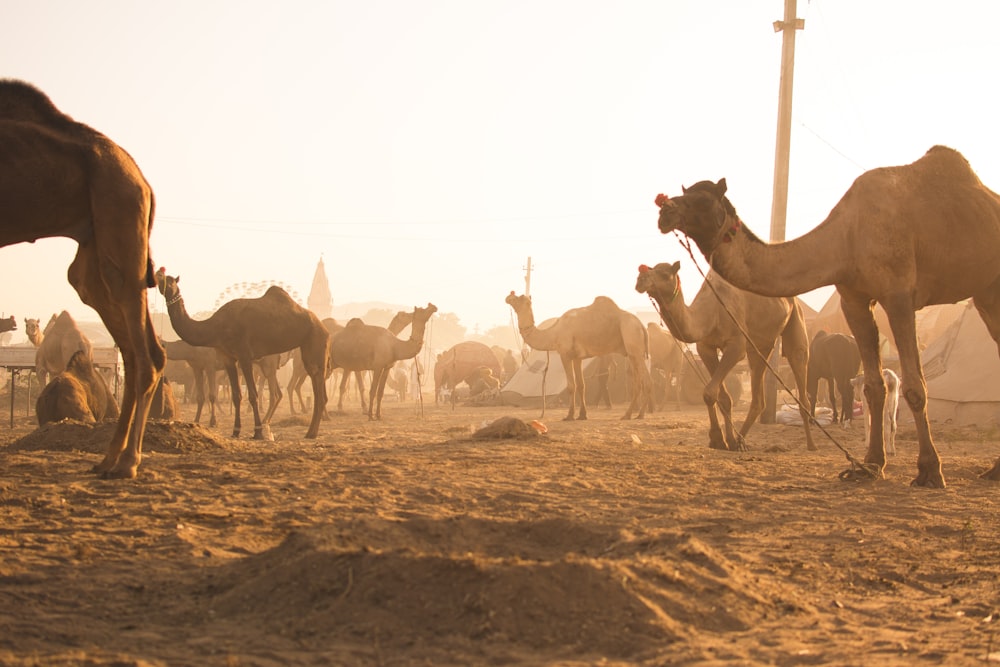 camello marrón en el desierto durante el día