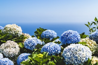 blue and yellow hydrangeas