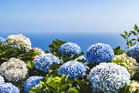 blue and yellow hydrangeas