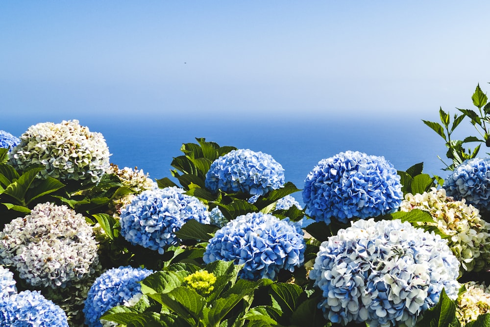 blaue und gelbe Blütenblätter unter blauem Himmel