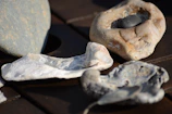 Close-up of smooth stones and sea shells arranged on a wooden tray.