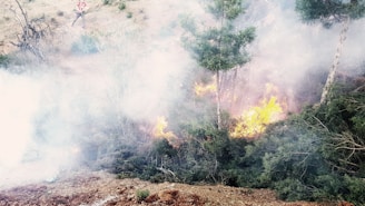 A forest area with dense smoke and visible flames engulfing trees and bushes. There is a person in a red and white checkered shirt near the fire, possibly observing or trying to escape. The landscape appears dry, and the smoke partially obscures the view.