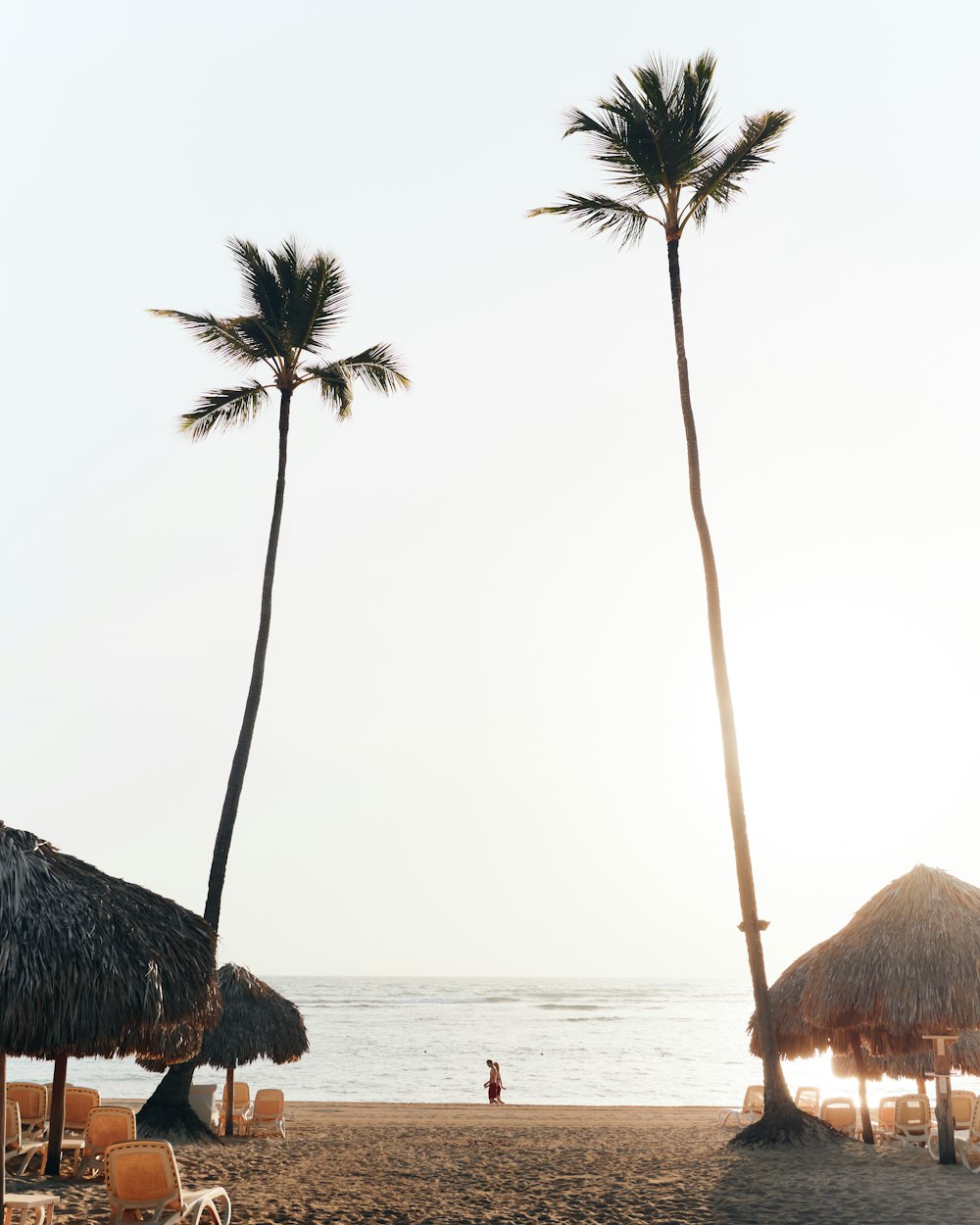 green palm trees on beach shore during daytime