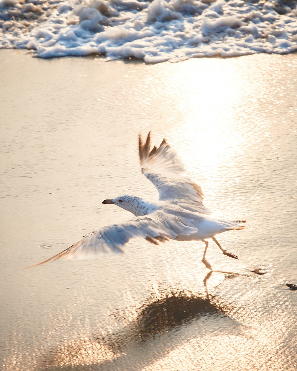 ring-billed gull about to fly on shore