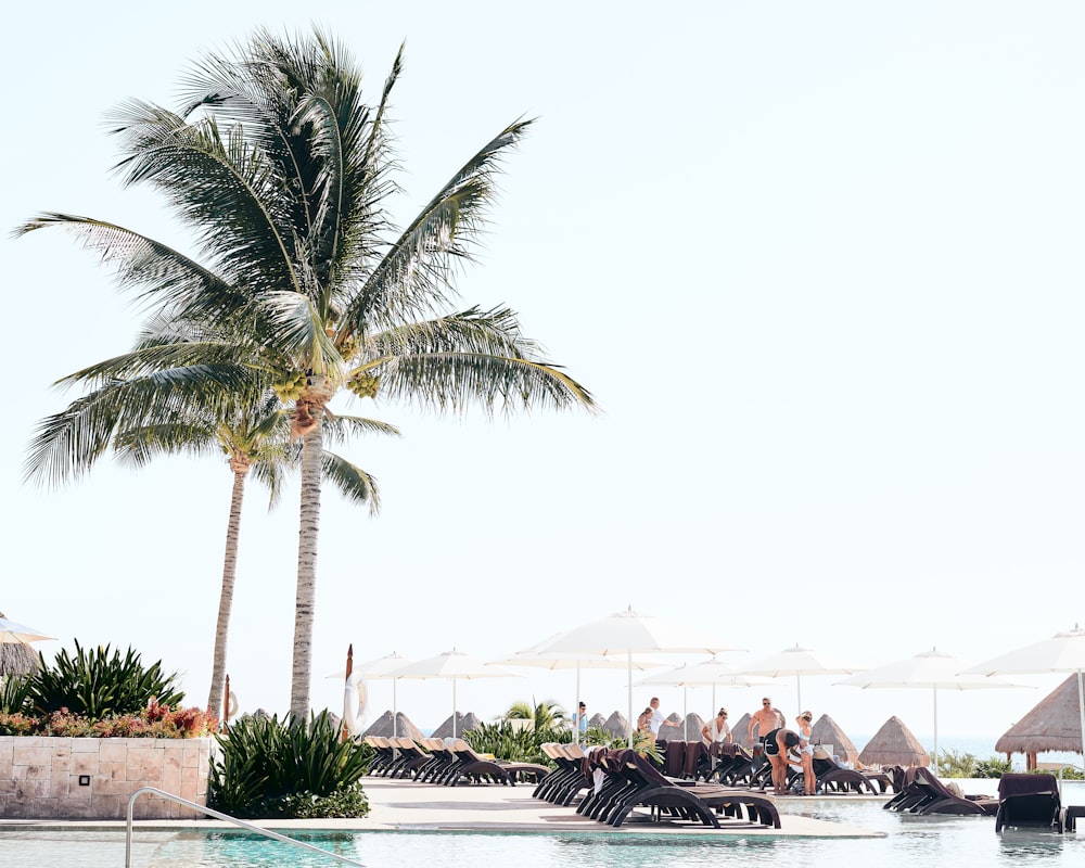 two palm trees beside pool