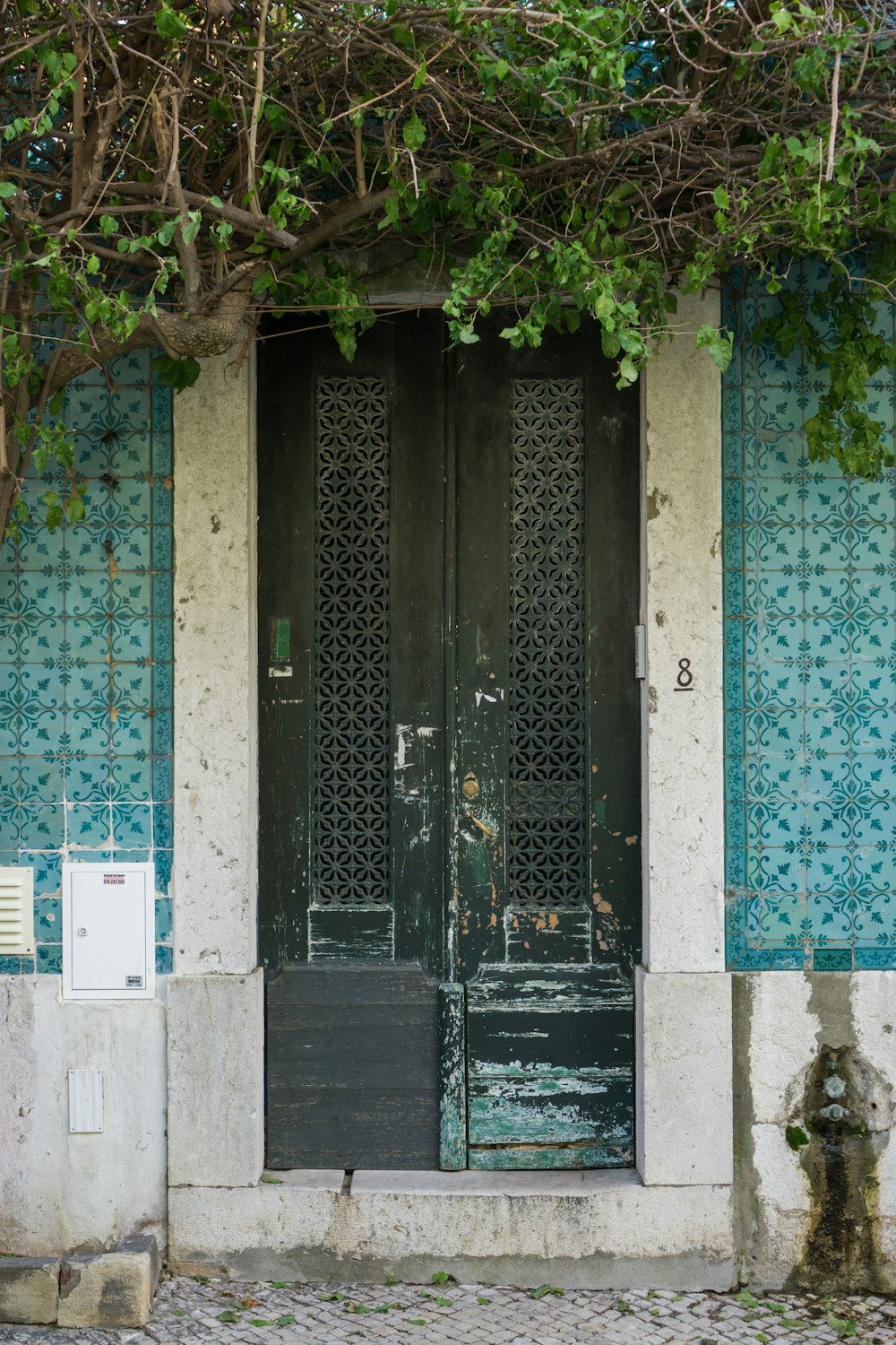 closed door under green-leafed plant