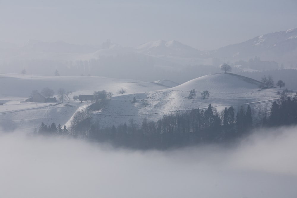 high trees near mountain under white sky