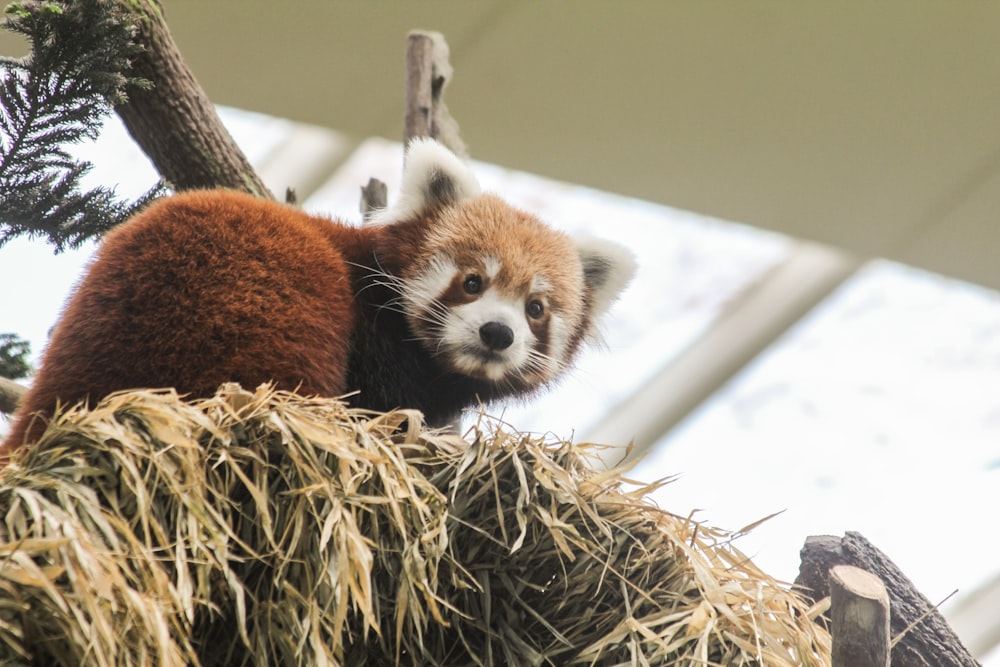 Panda rojo en un pajar