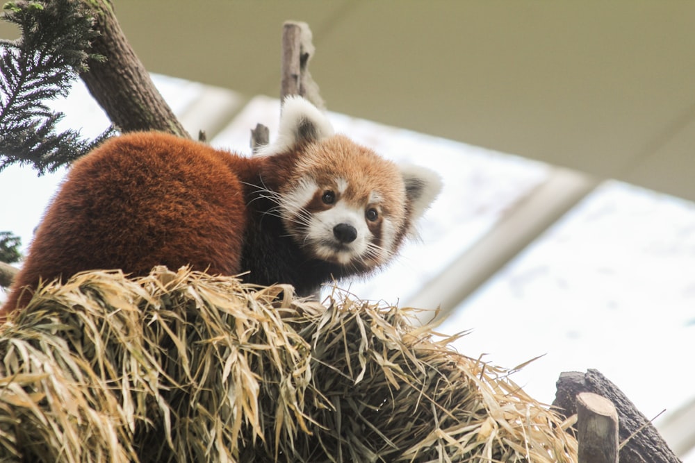 red panda on haystack