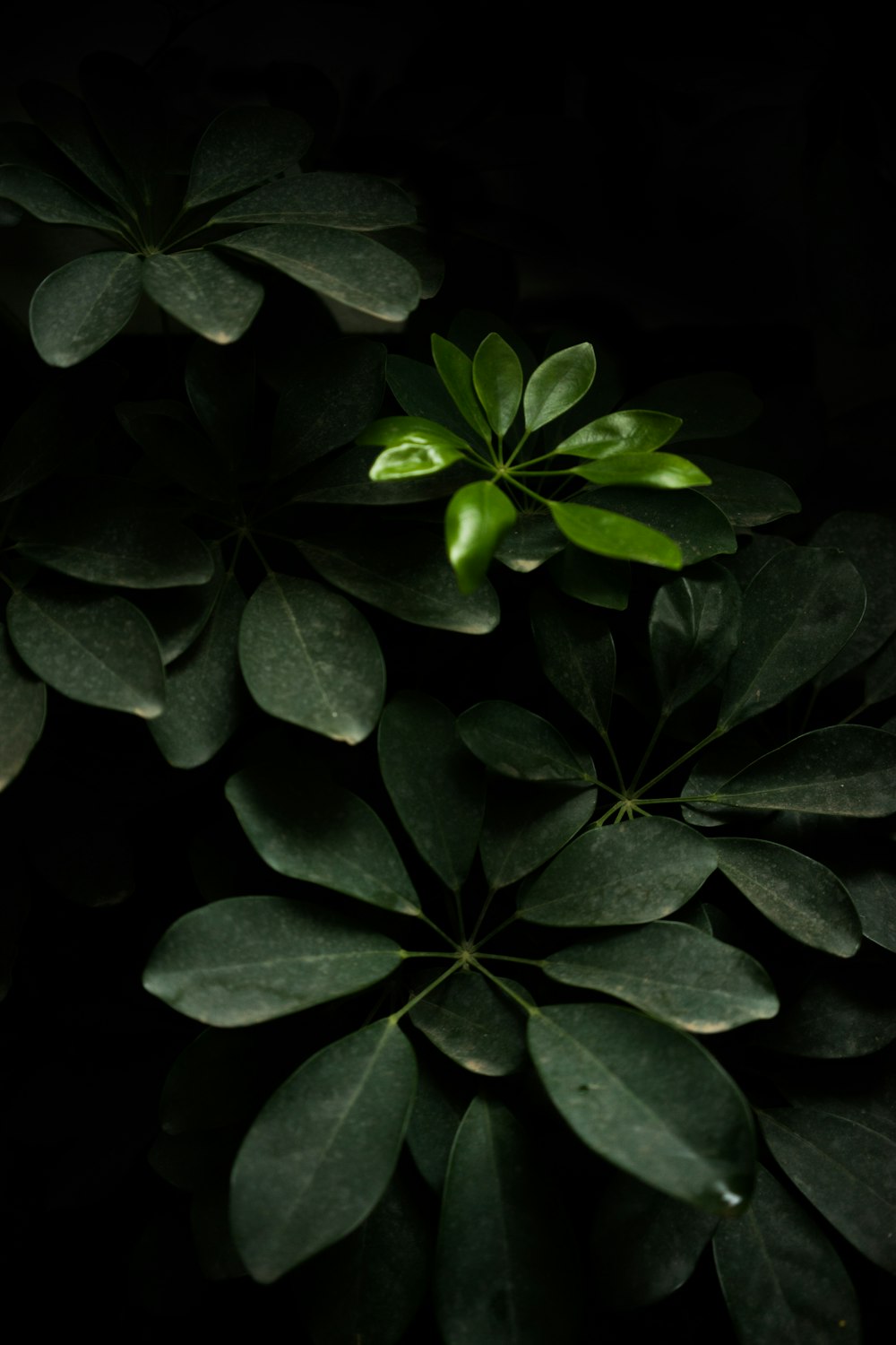 selective focus photography of rubber plant