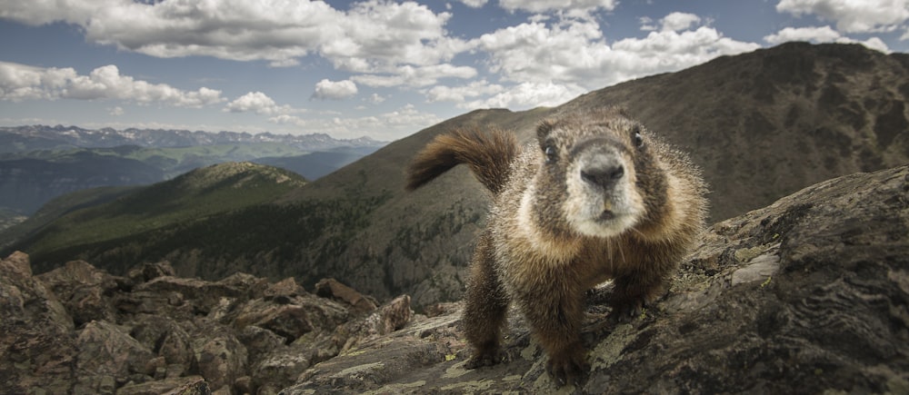 rodent on rock formations