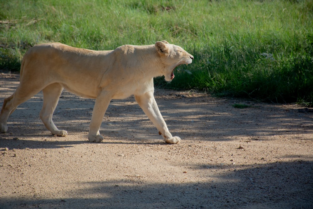 tigre bege andando no chão durante o dia