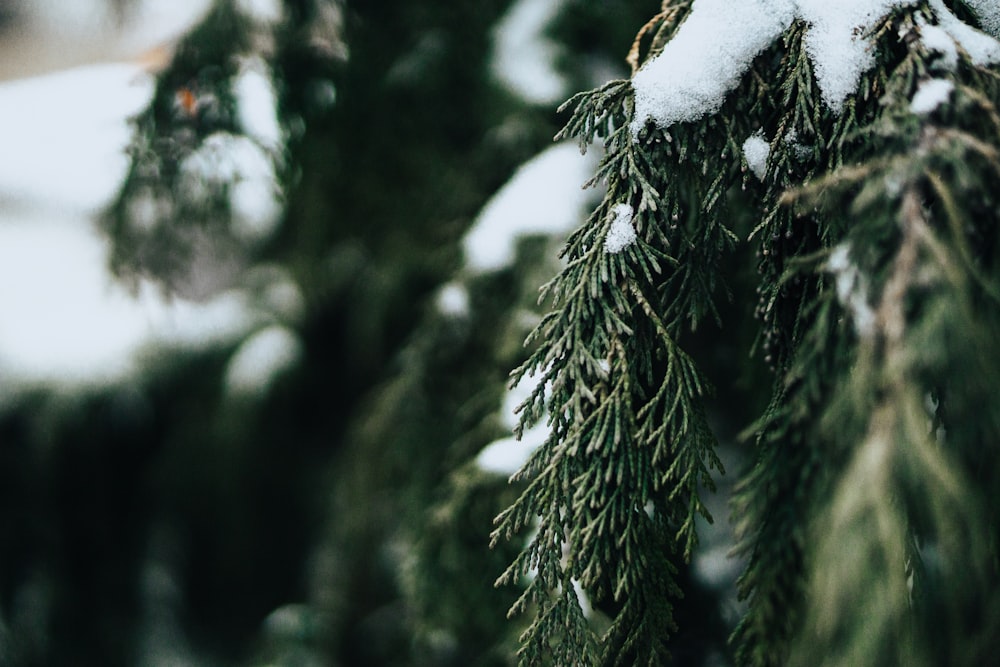 close-up photography of pine trees with snow
