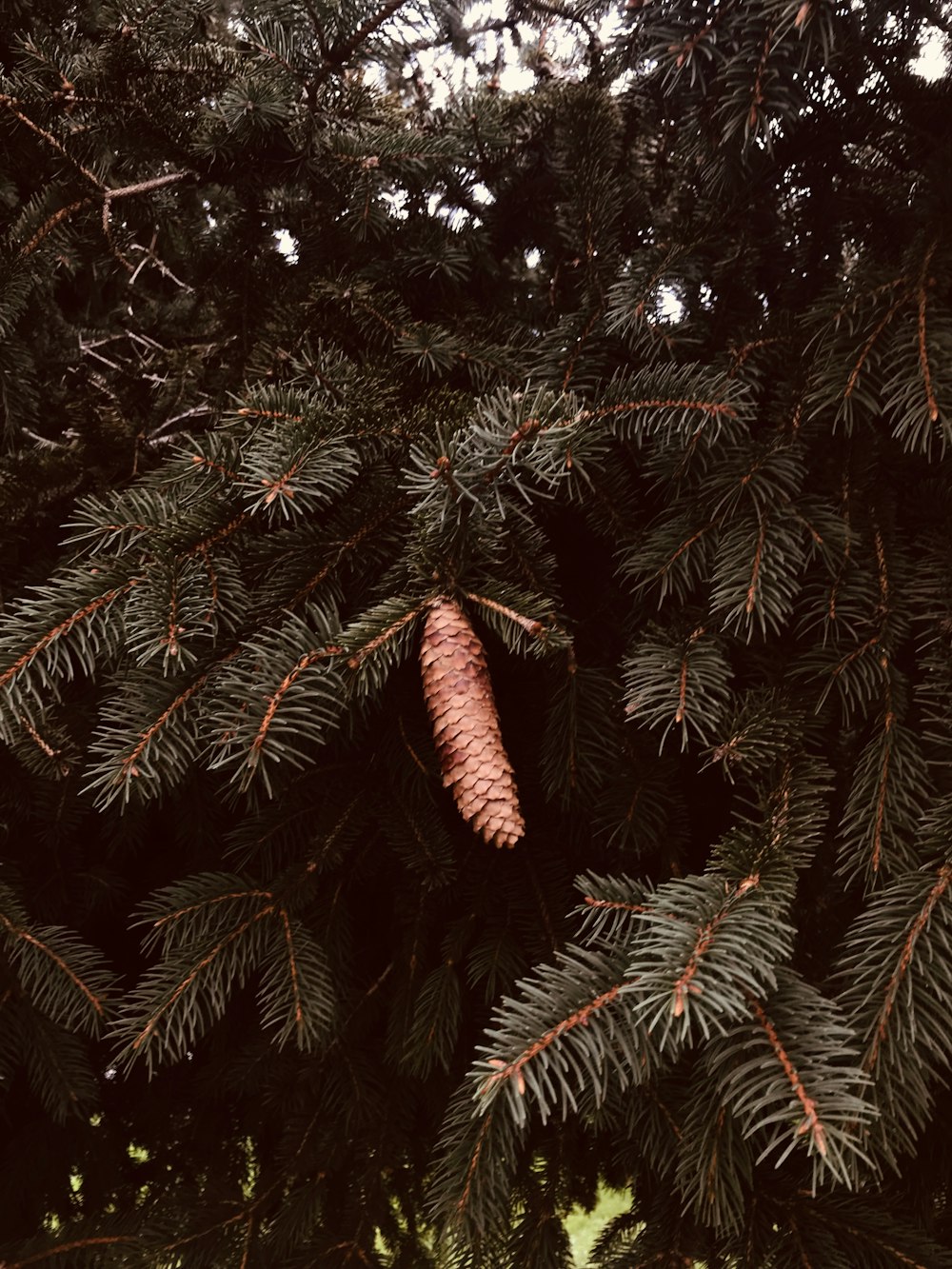 緑の葉の植物