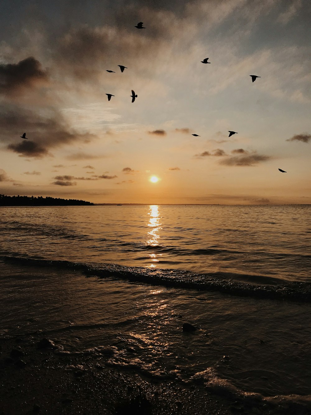 silhouette photography of flock of birds flying above shore