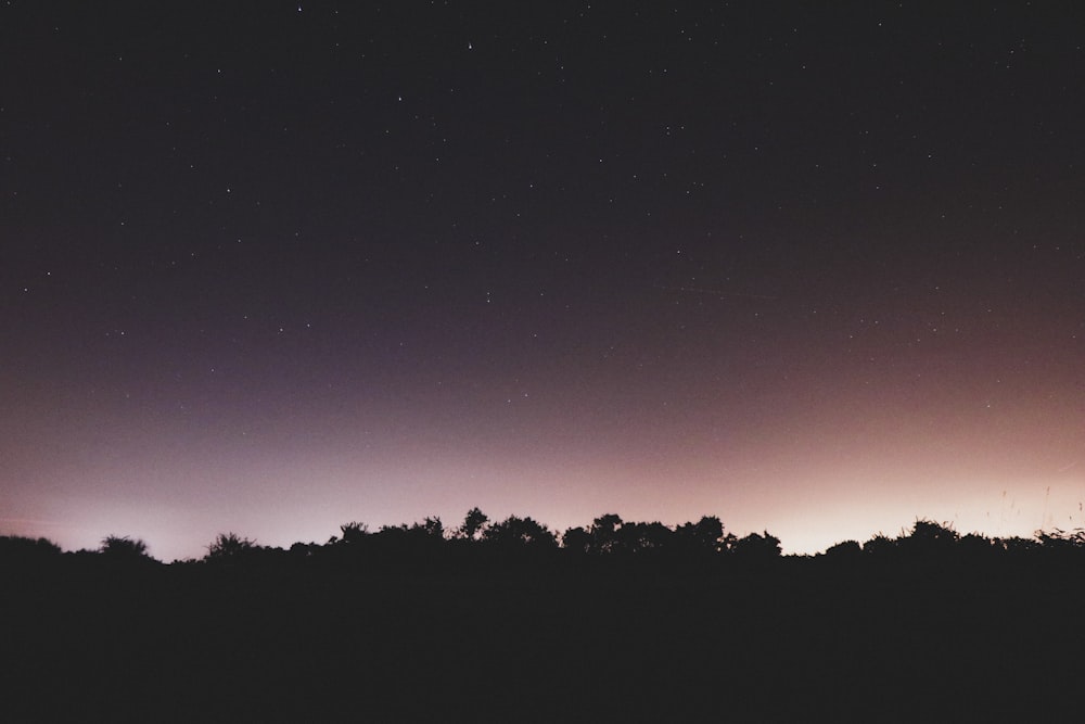 silhouette photography of trees