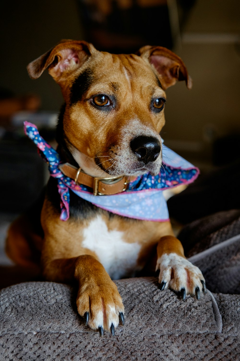 short-coated brown, white, and black dog leaning on couch