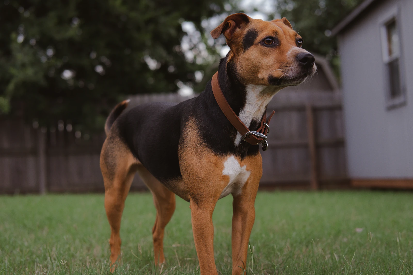 Brown and white American Staffordshire Terrier standing on grass, photo on Unsplash