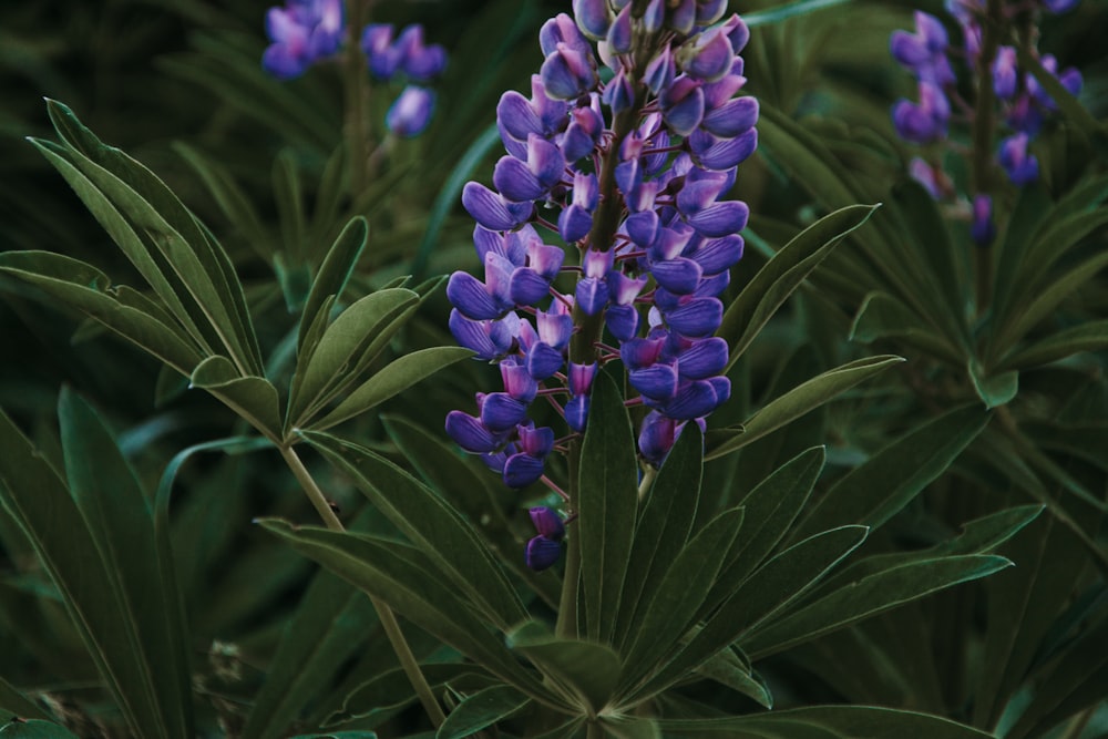 selective focus photography of purple-petaled flowers