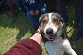A happy dog being adopted by a family.