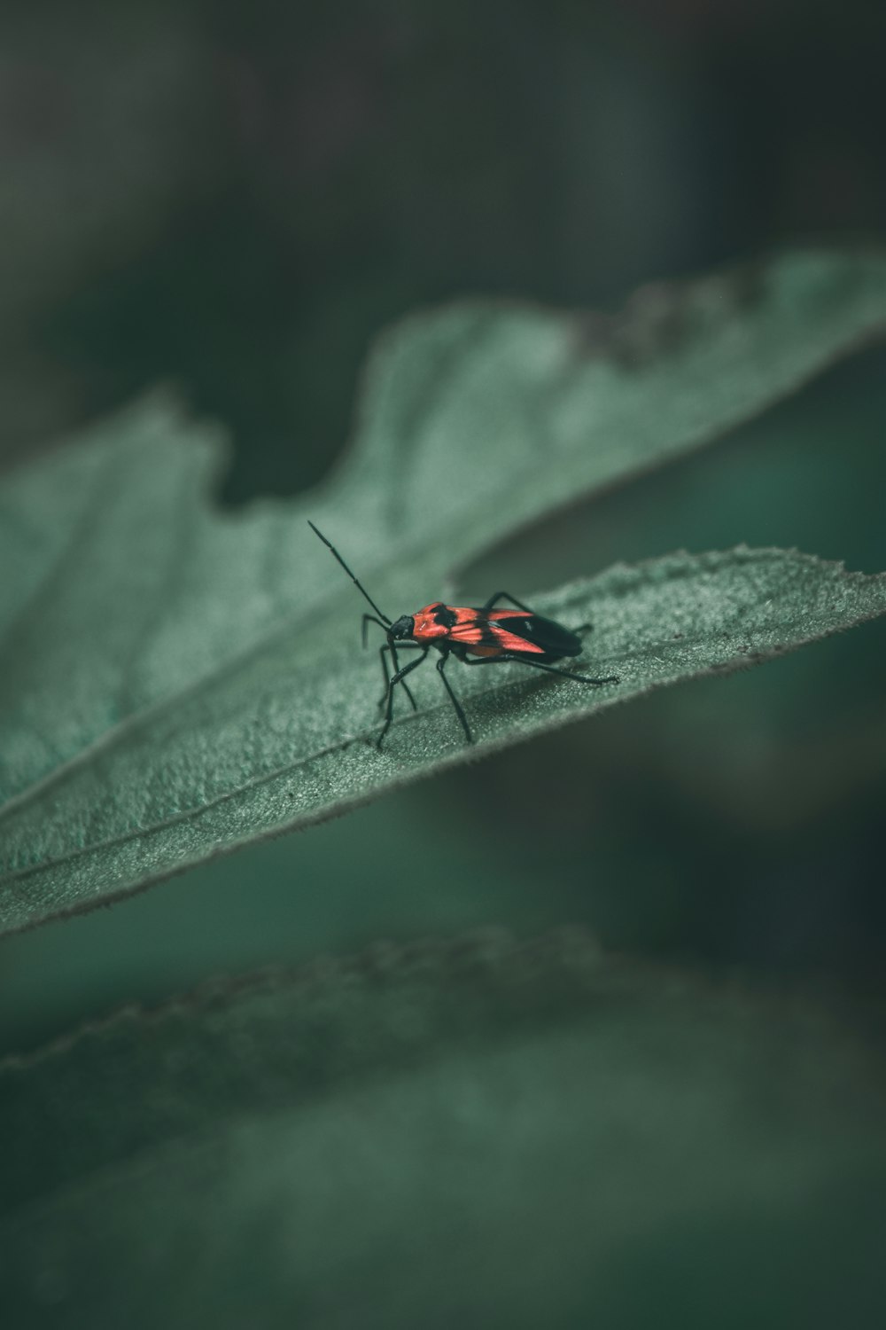 macro photo of red and black bug on leaf