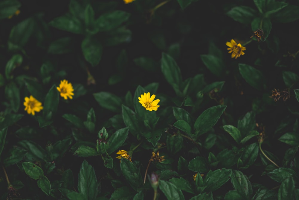 green leafed plants with yellow flowers