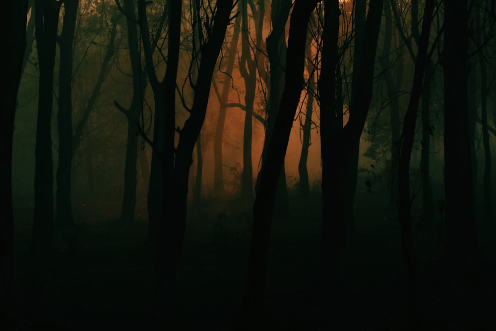 silhouette photography of trees