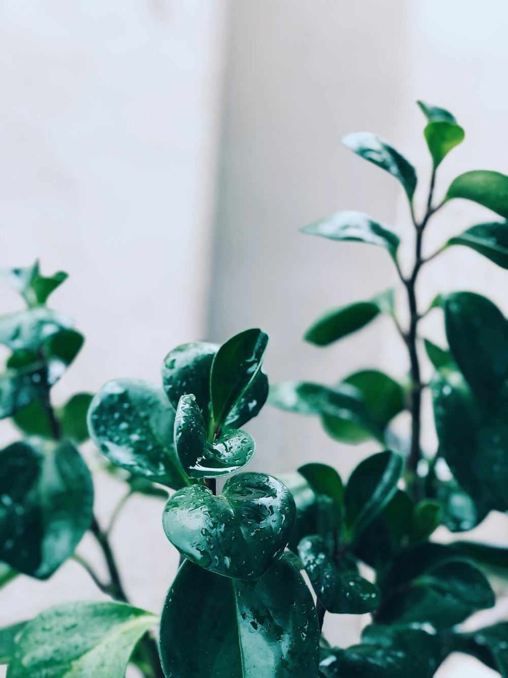 close-up photography of green plant with dews