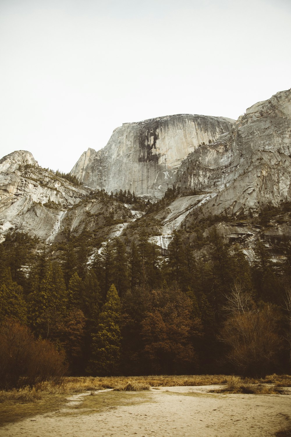 pine trees beside mountain