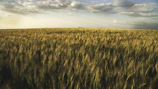 Sunlit organic wheat fields stretching under a soft morning sky.