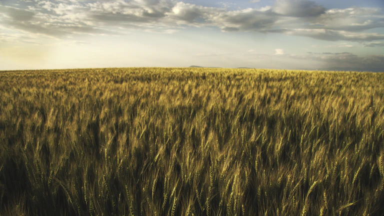 Sunlit organic wheat fields stretching under a soft morning sky.