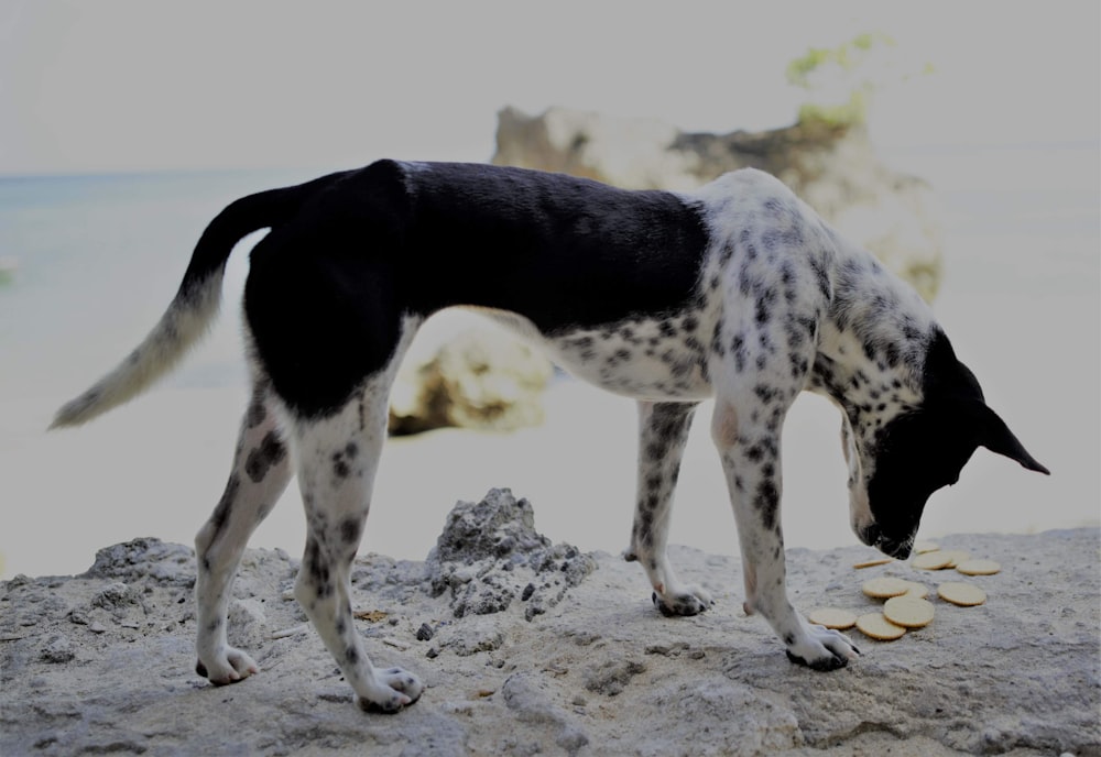 short-coated black and white dog looking on crackers