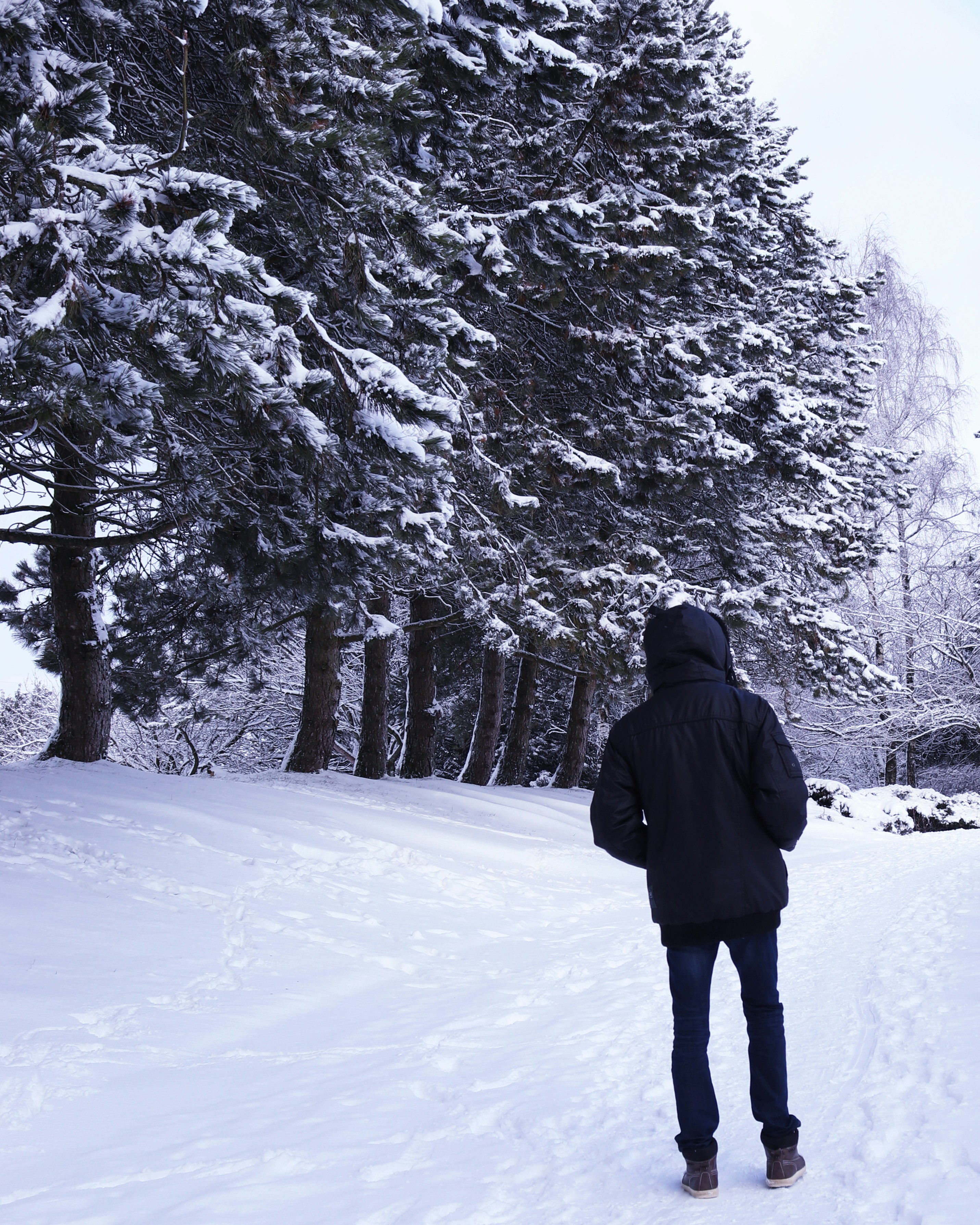 Person Standing Beside Snow Covered Trees Photo Free Tree Image On Unsplash