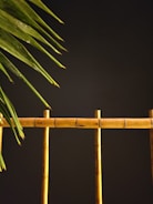 A bamboo fence or railing is set against a dark background, with green palm leaves protruding from the left side.