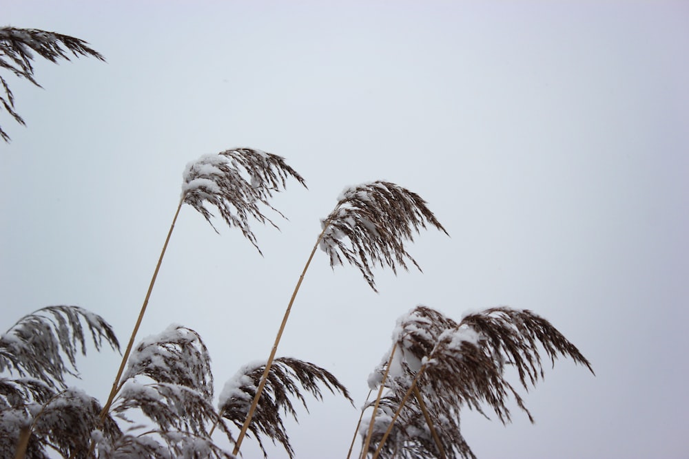 snow-covered palm trees during daytime